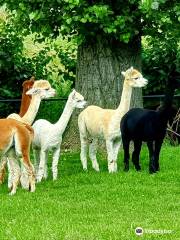 Alpaca Zeeland