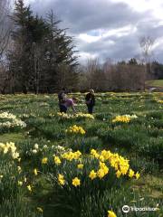 Pleasant Valley Daffodils