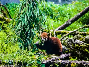 Sikkim Himalayan Zoological Park