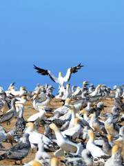 Gannet Colony