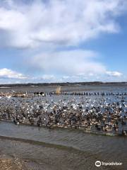 Swans wintering zone.