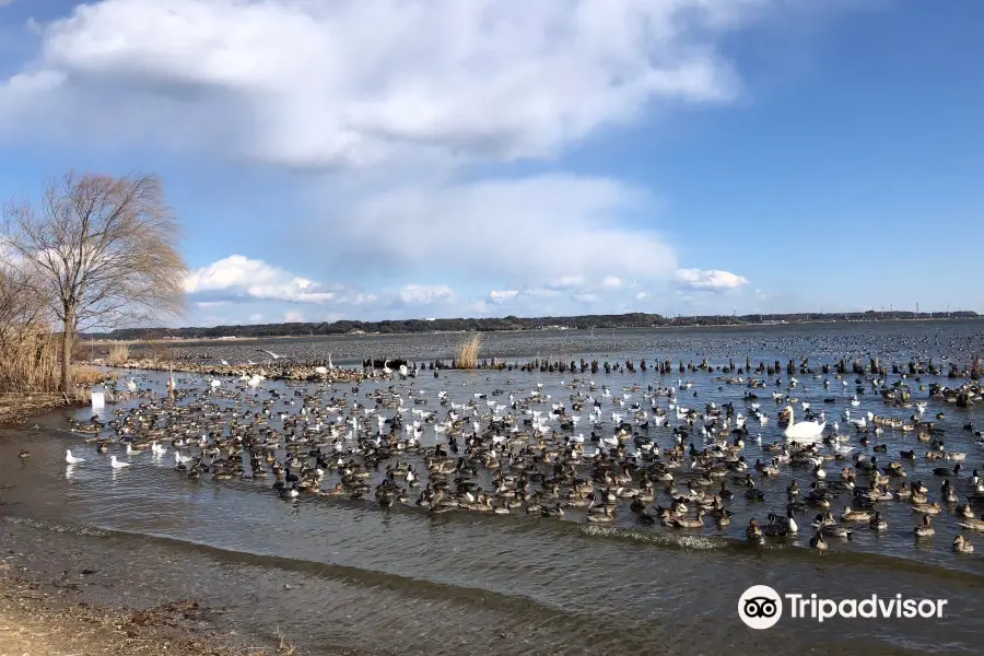 Swans wintering zone.