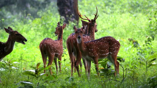 Nagarhole National Park