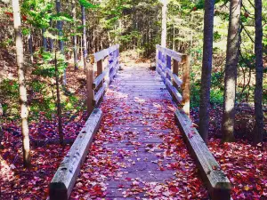 Irishtown Nature Park