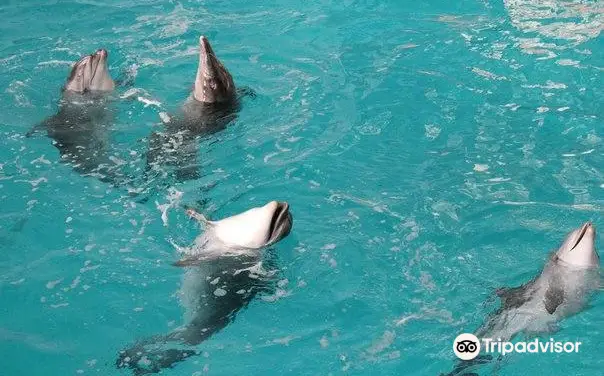 4_Dolphinarium Naberezhnye Chelny