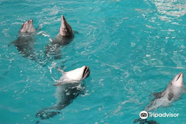 4_Dolphinarium Naberezhnye Chelny