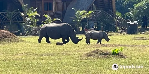 Safari with Edris