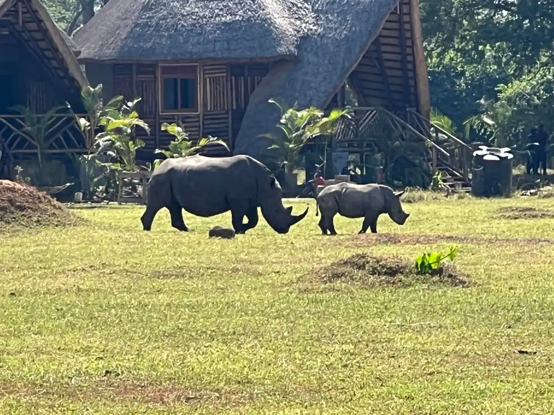 Hotels near Safari with Edris