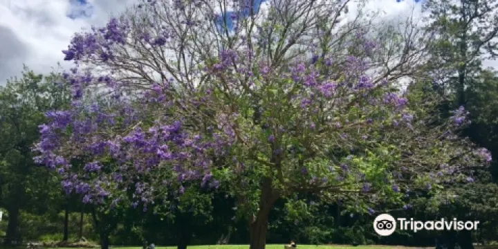 Mountview Alpaca Farm