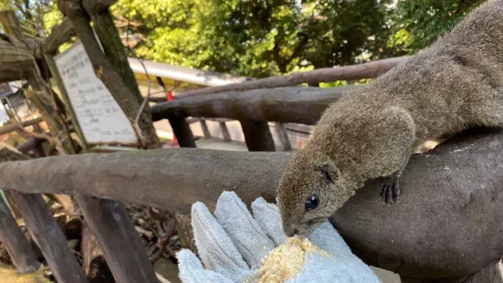 ぎふ金華山リス村