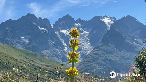 Gallery Alpe Alpine Botanical Garden Lautaret