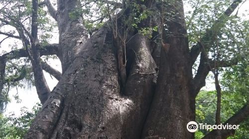 Baobab Garden