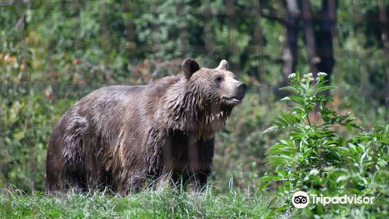 Libearty Bear Sanctuary Zarnesti