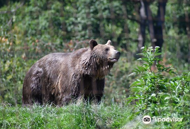 Libearty Bear Sanctuary Zarnesti