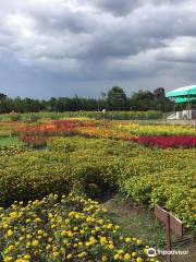 Mariano's Blooming Agri-Tourism Park