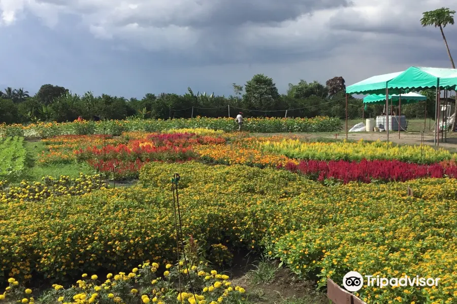 Mariano's Blooming Agri-Tourism Park