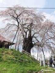 上石の不動桜