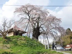 Ageishi Fudo Cherry Blossoms