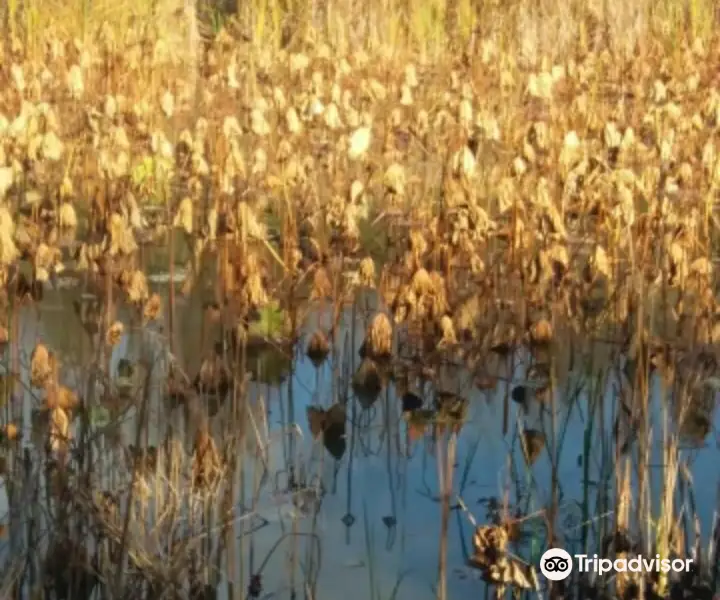 Wetlands Park