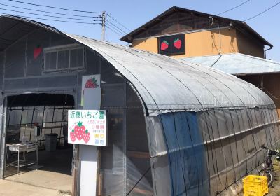 Kondo Strawberry Farm