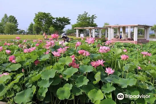 平池公園