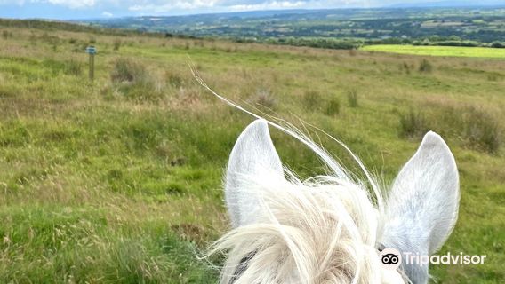 Шенс Хорс Фарм