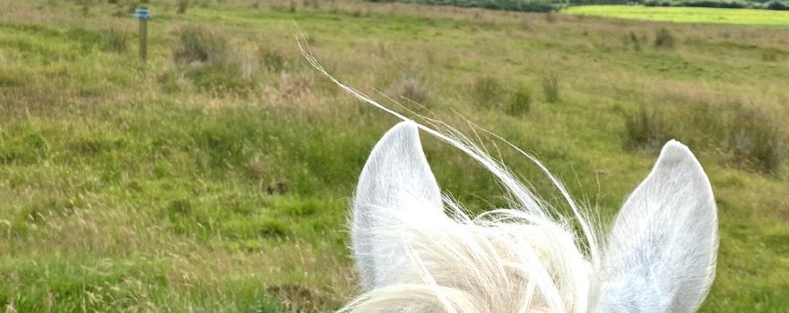 Sheans Horse Farm