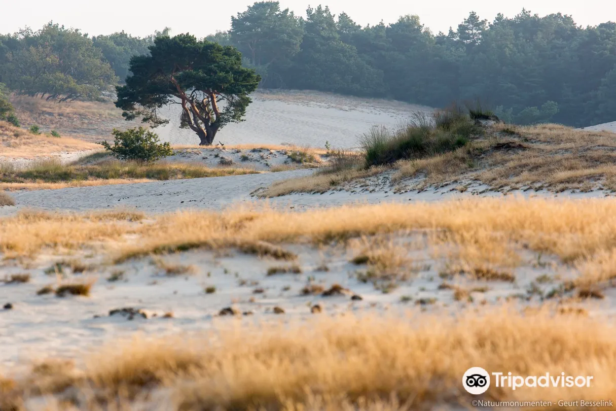 3_National Park de Loonse en Drunense Duinen