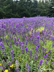 Sacred Mountain Lavender