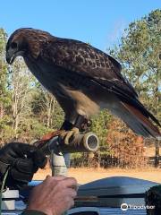 Hawk Manor Falconry