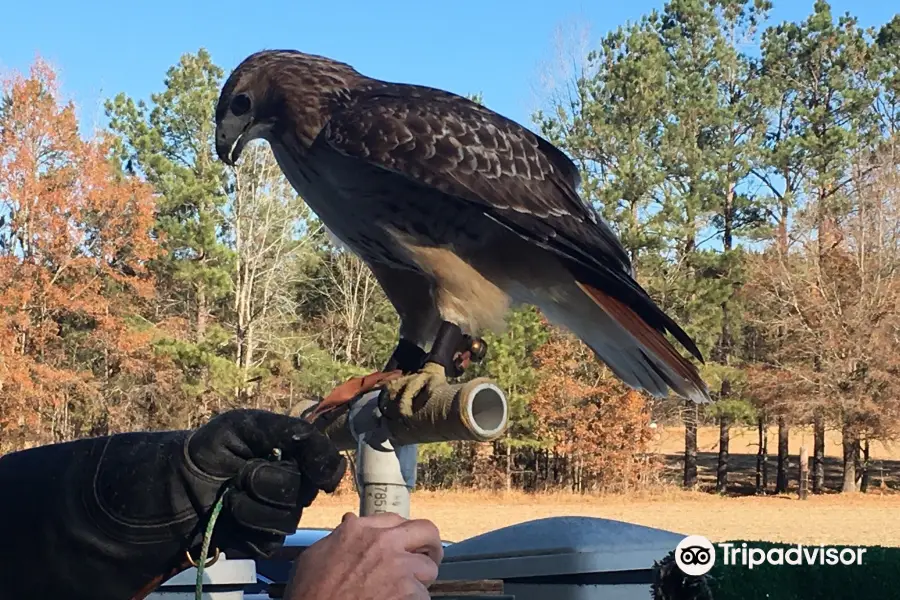 Hawk Manor Falconry