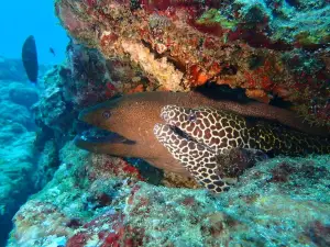 Kalpitiya Diving Center