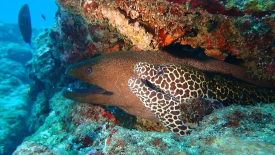 Kalpitiya Diving Center