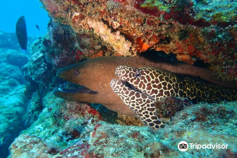 Kalpitiya Diving Center