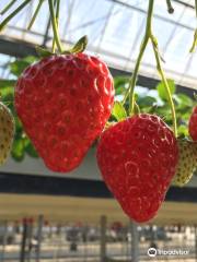 Osazen Strawberry Farm