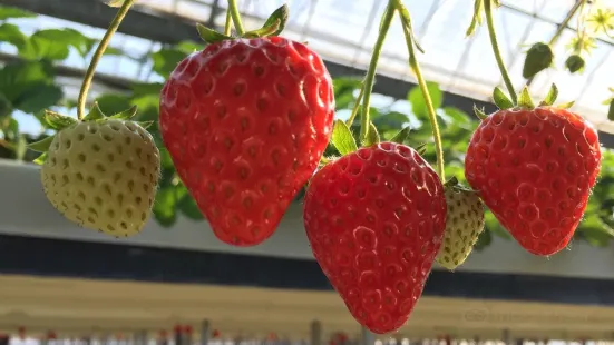 Osazen Strawberry Farm