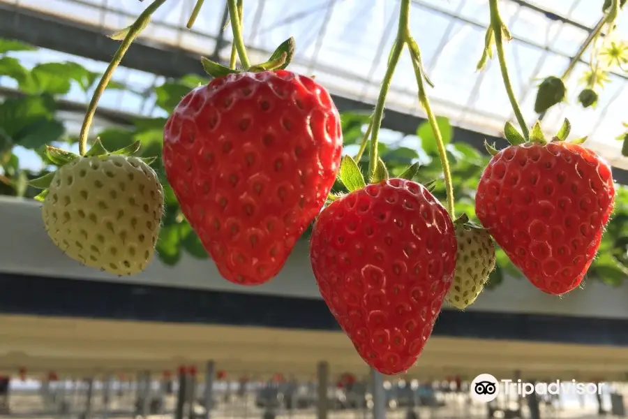 Osazen Strawberry Farm