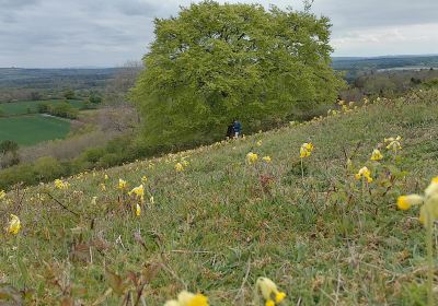 Bepton Down