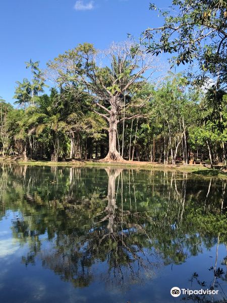 Manaus to Paragominas Flights