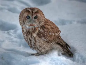 Owl & Bird of Prey Sanctuary