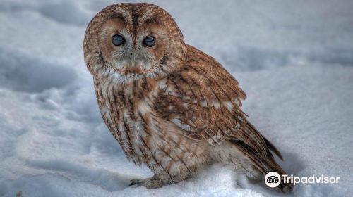 Turbary Woods Owl and Bird of Prey Sanctuary