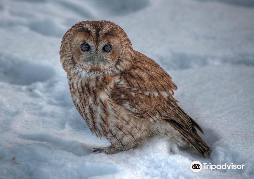 Owl & Bird of Prey Sanctuary