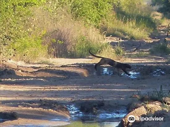 Kaa-Iya National Park