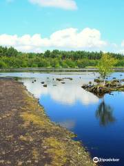 Delamere Forest