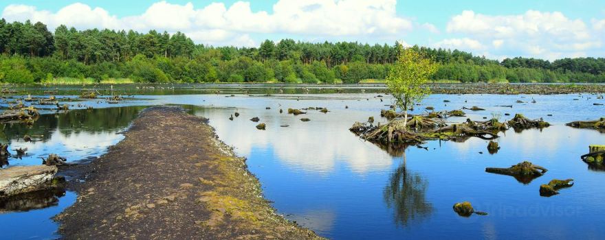 Delamere Forest