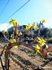 Tsangarides Winery