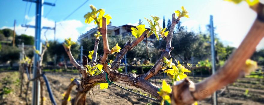 Tsangarides Winery