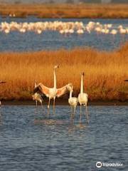 Riserva Naturale Diaccia Botrona