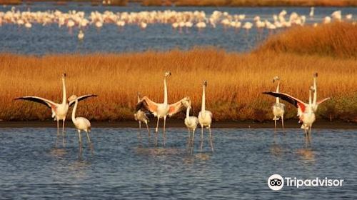 Riserva Naturale Diaccia Botrona