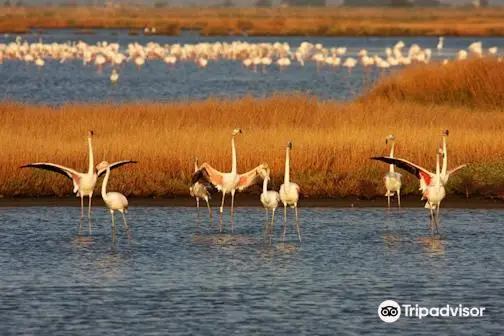 Riserva Naturale Diaccia Botrona